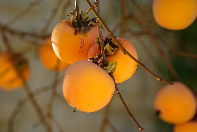 can you freeze persimmons