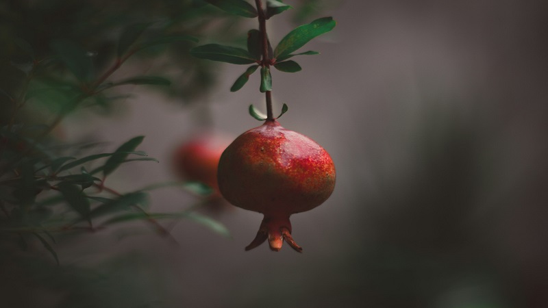 why are my pomegranate seeds white